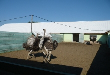 Экскурсия для школьников на ранчо страусов и бизонов