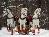 Новый год в Сергино, конный клуб Слобода