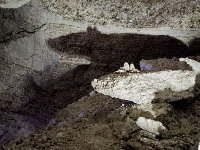 Экскурсия в Кунгурскую пещеру - Фигура мыши